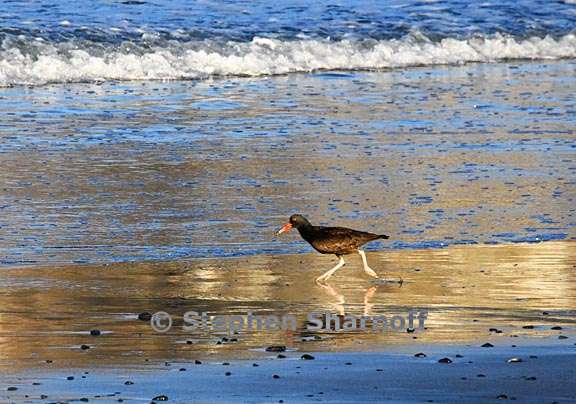 black oystercatcher graphic